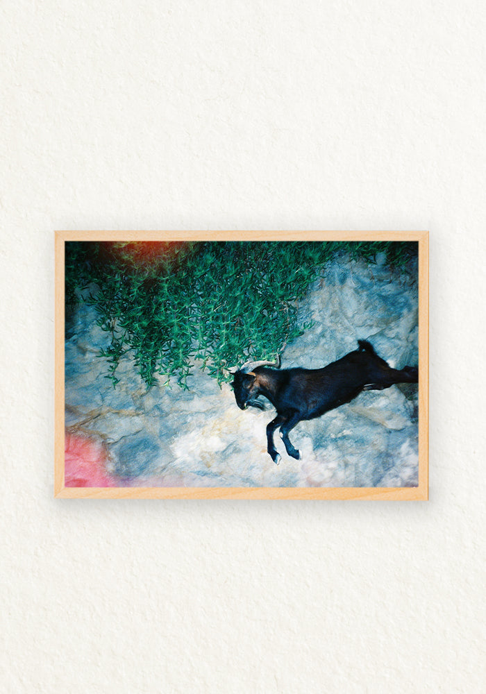 The goat 35mm