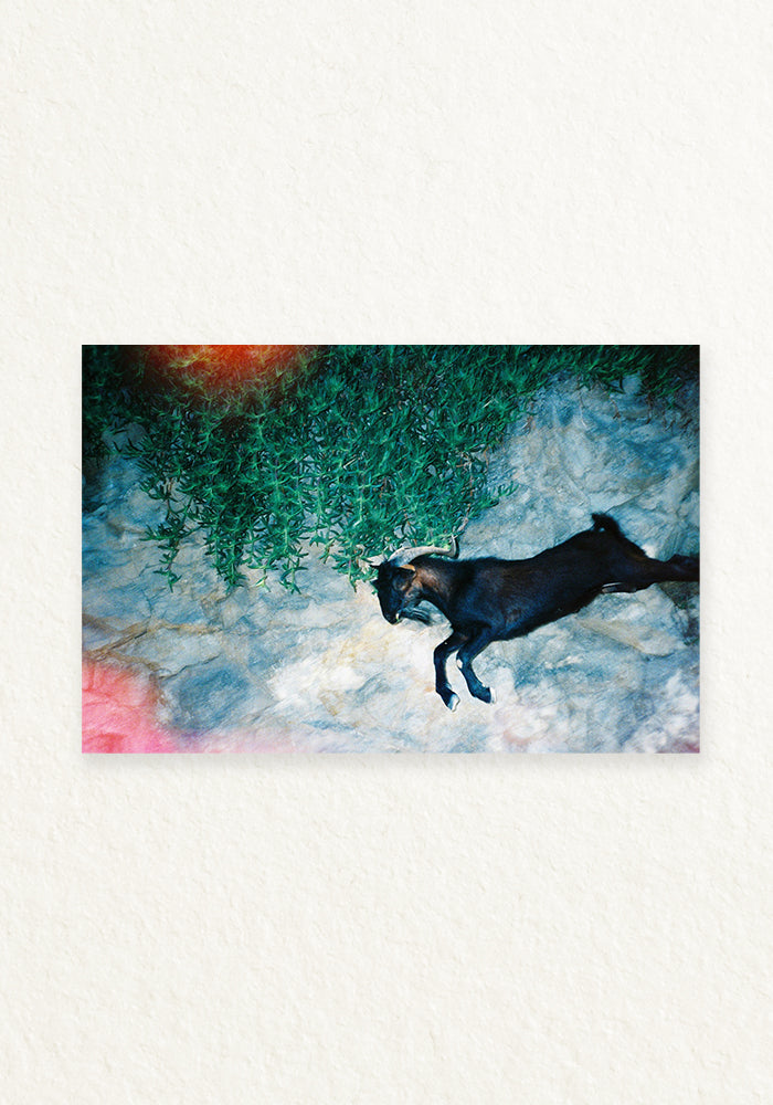 The goat 35mm