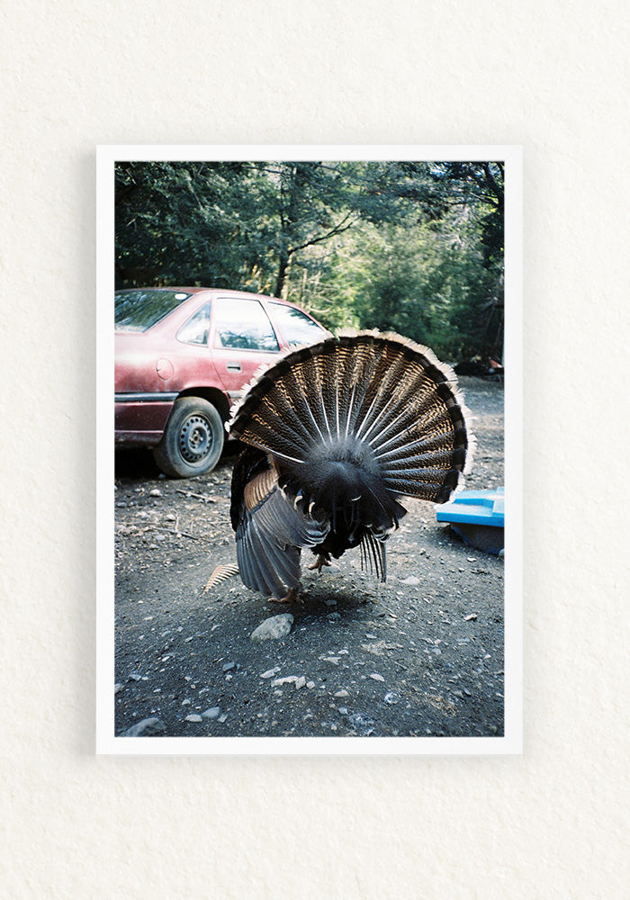 Pavo rural