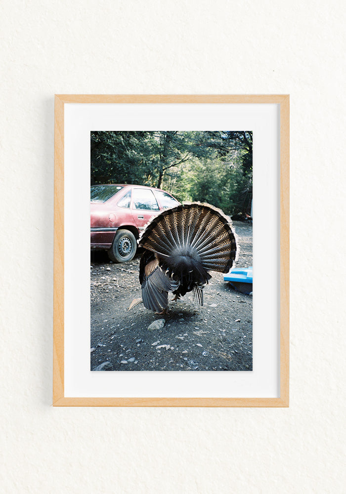 Pavo rural