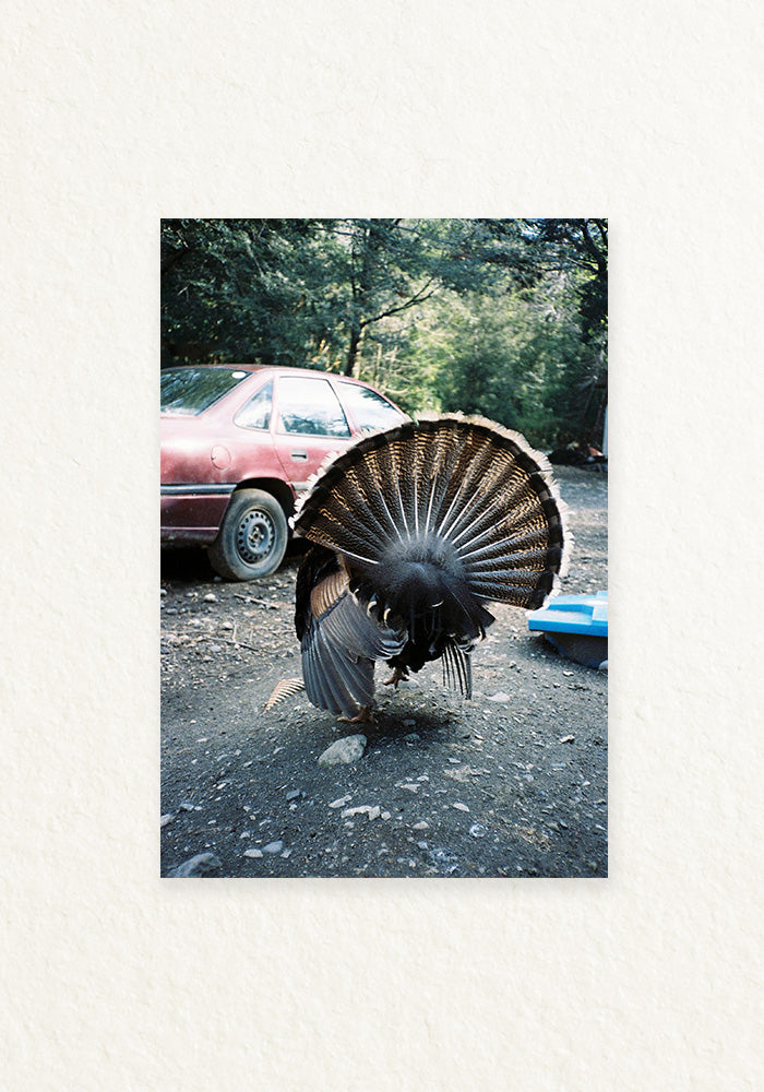 Pavo rural