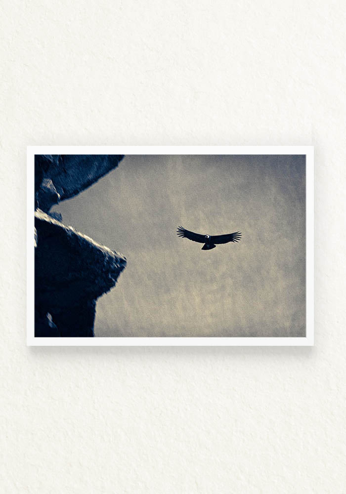 Condor Andino