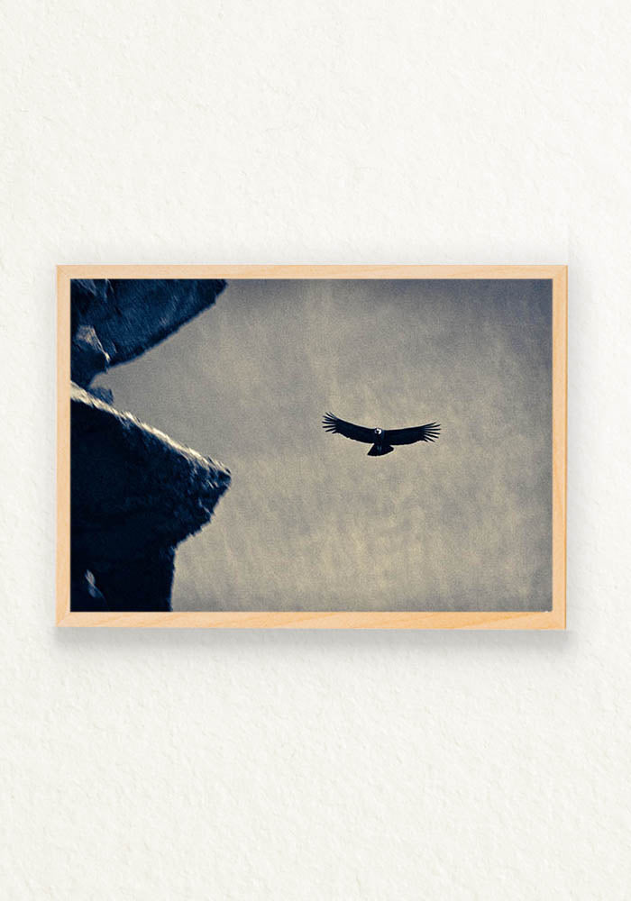 Condor Andino