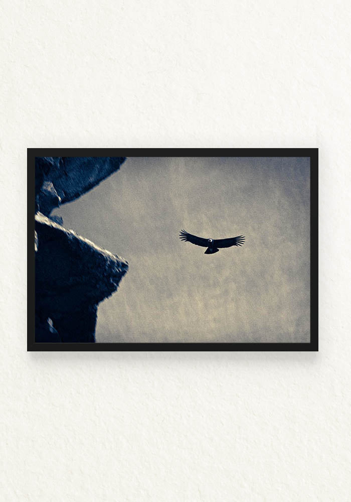 Condor Andino