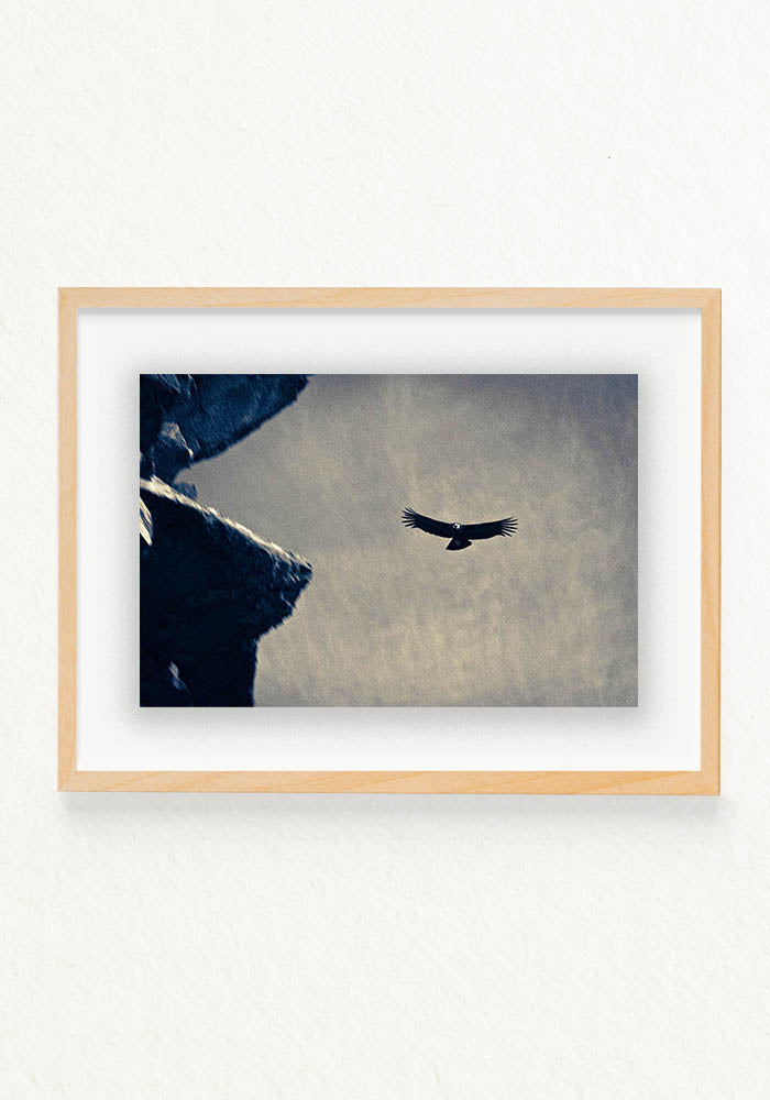 Condor Andino