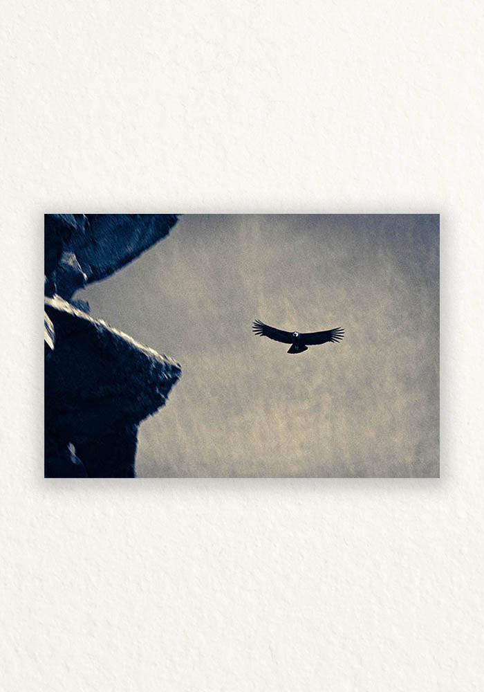 Condor Andino