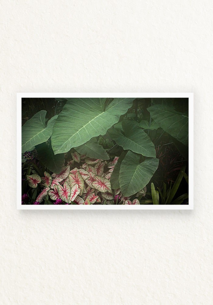 Alocasia Calladium