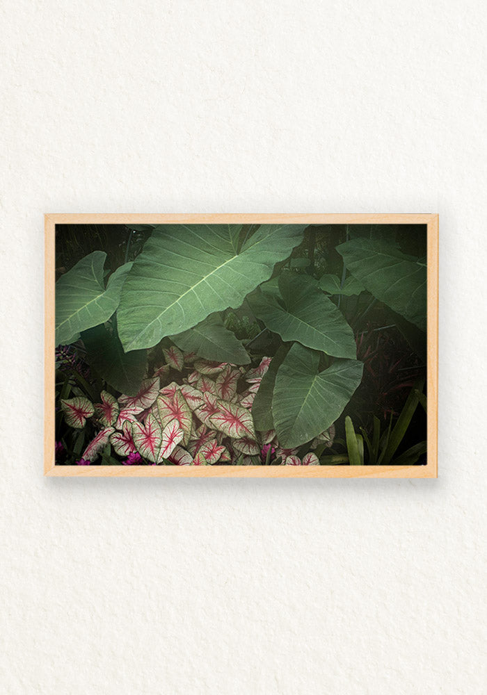 Alocasia Calladium