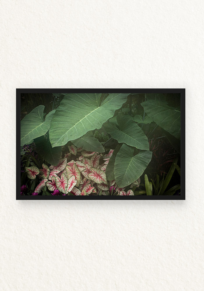 Alocasia Calladium