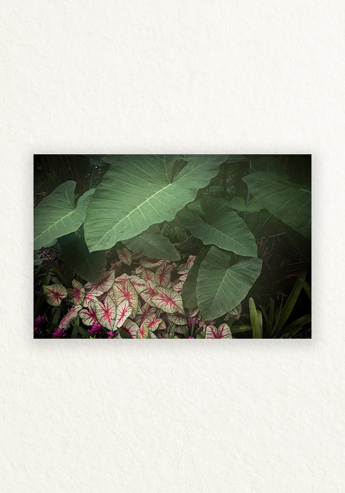 Alocasia Calladium