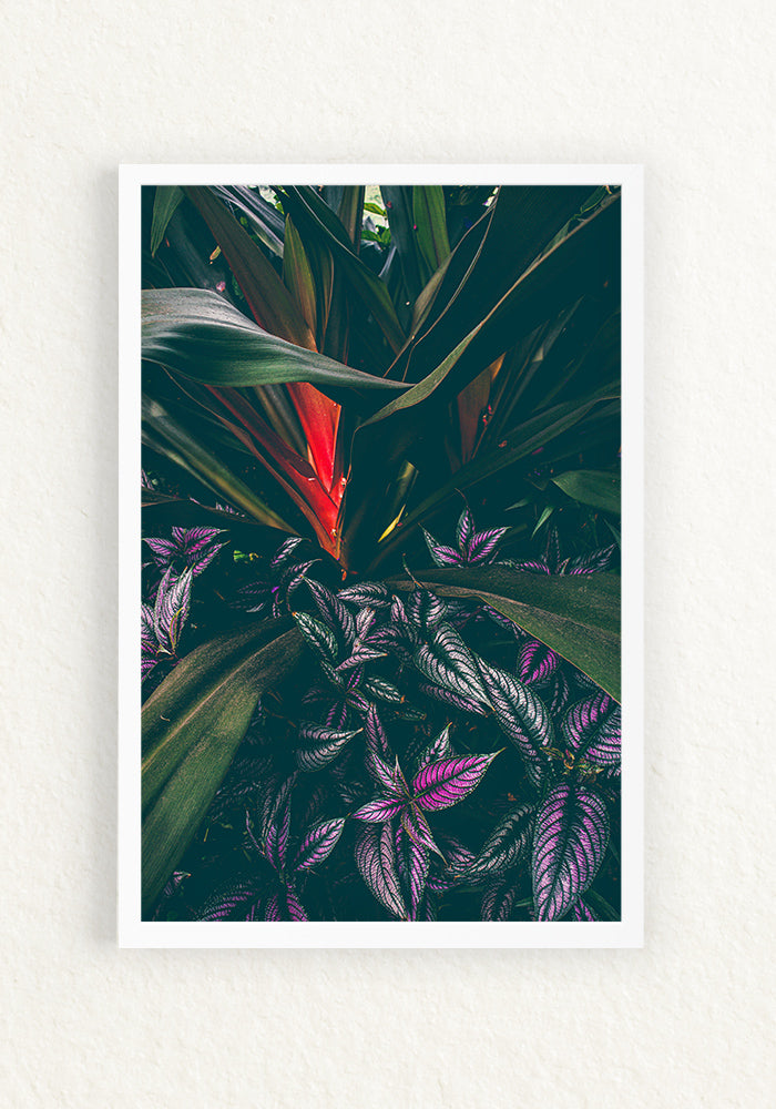 Botanica Tropical y Escudo persa