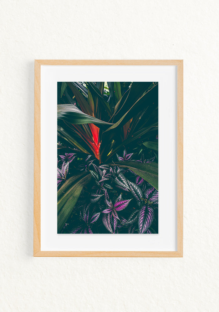 Botanica Tropical y Escudo persa