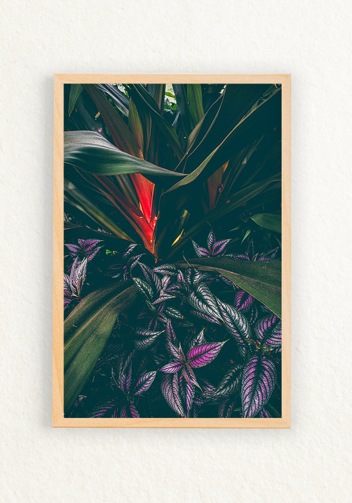 Botanica Tropical y Escudo persa