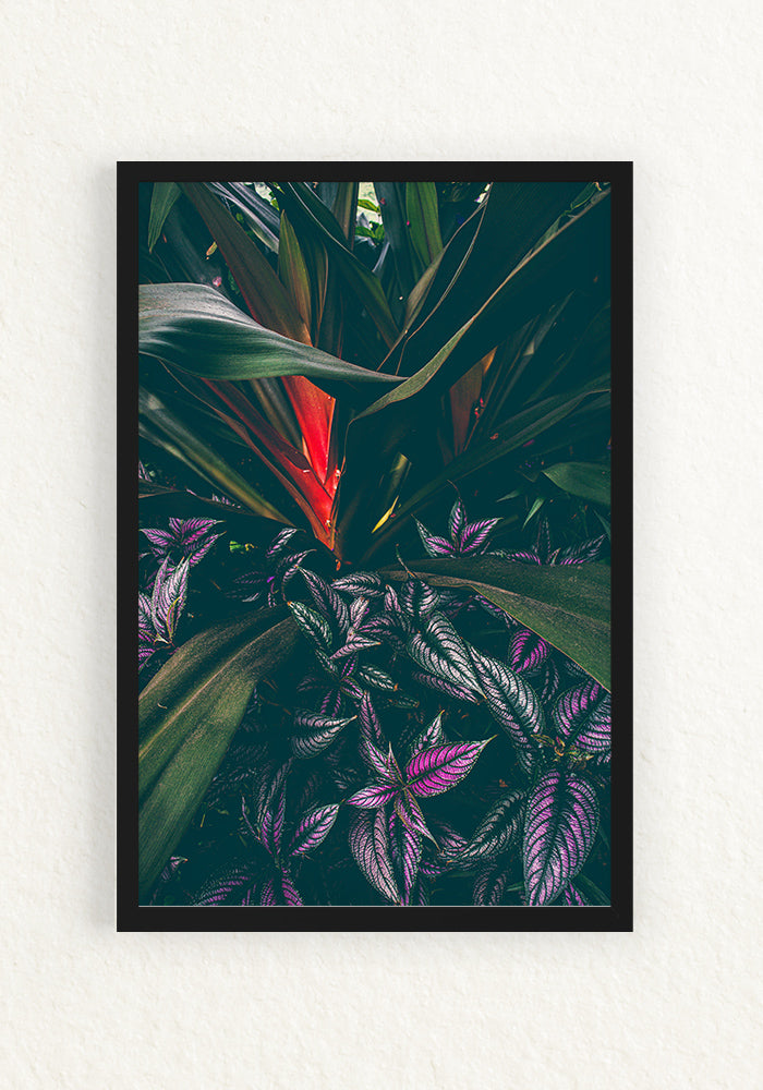 Botanica Tropical y Escudo persa