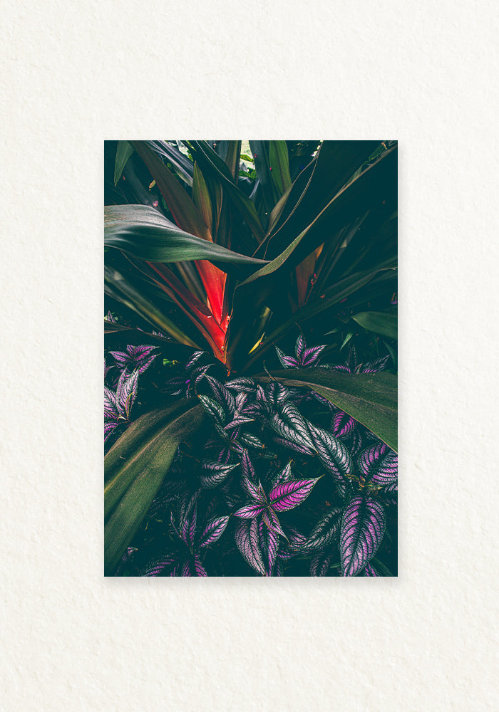 Botanica Tropical y Escudo persa