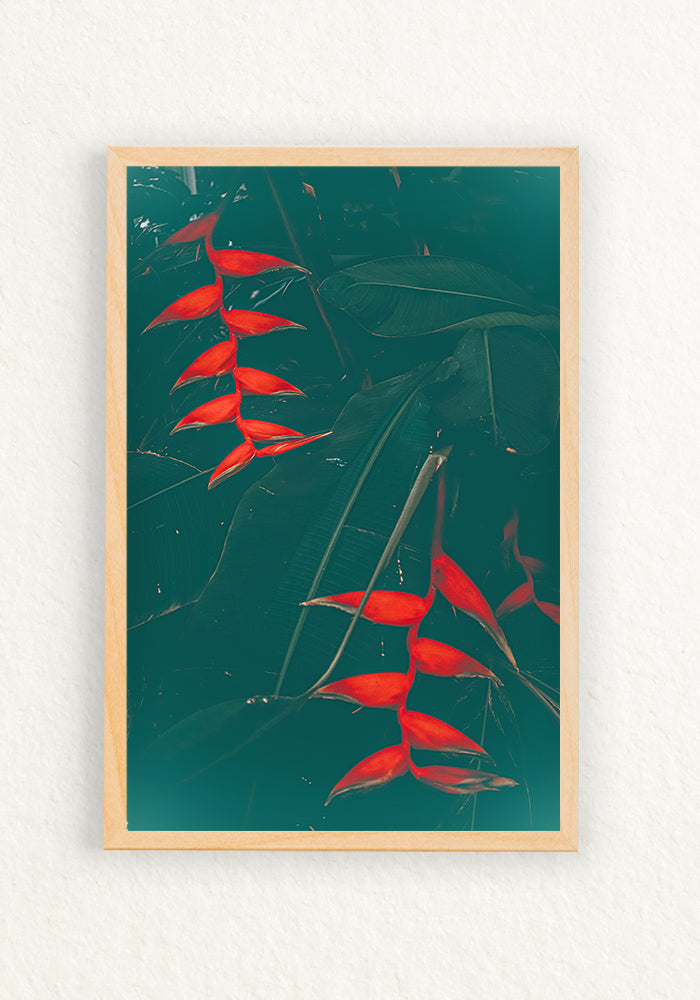 Heliconia