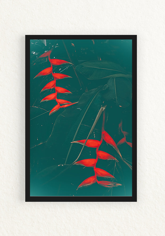 Heliconia