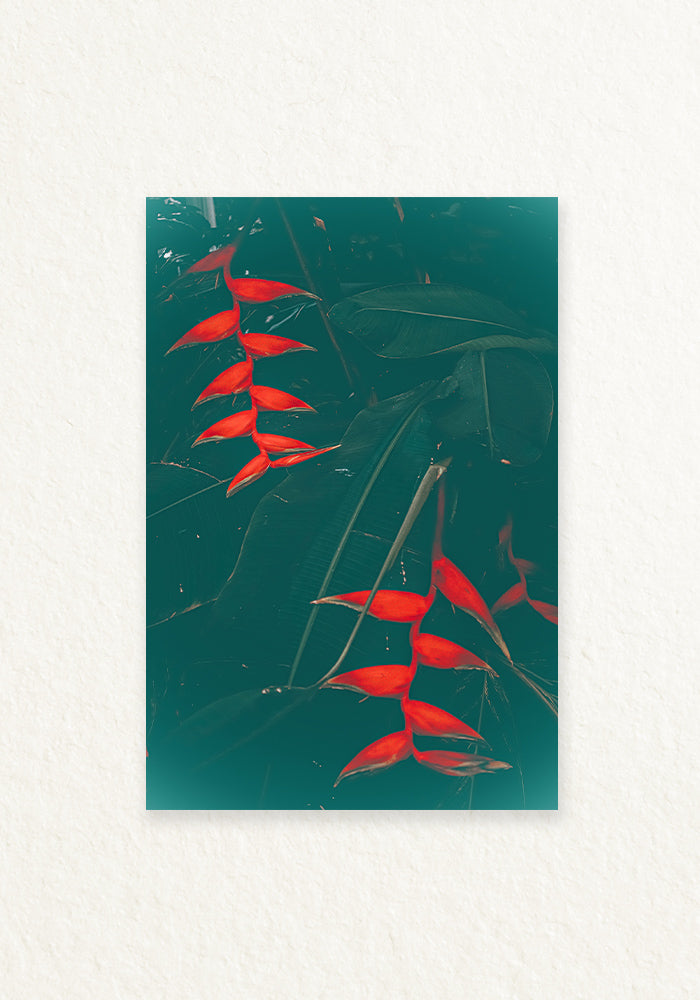 Heliconia