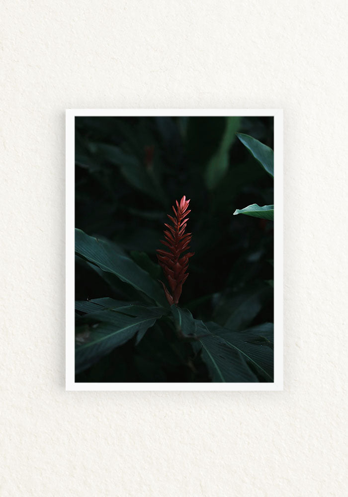 Botanico