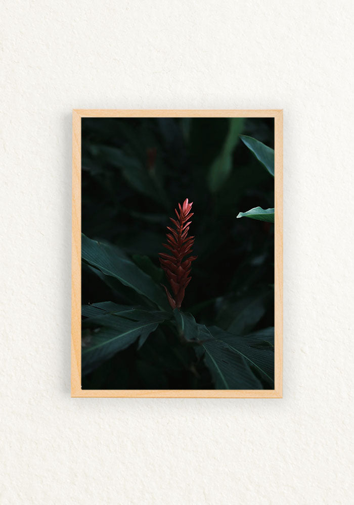 Botanico