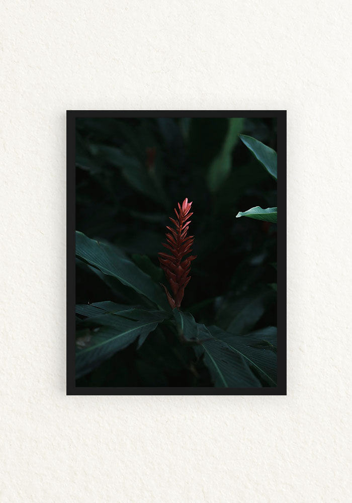 Botanico