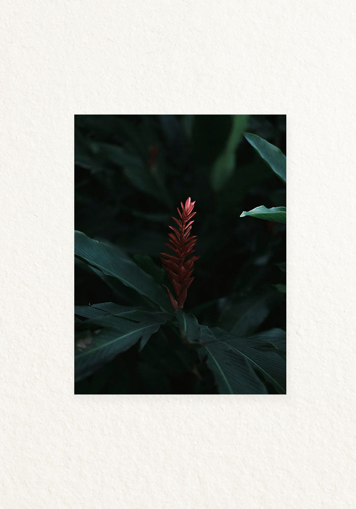Botanico