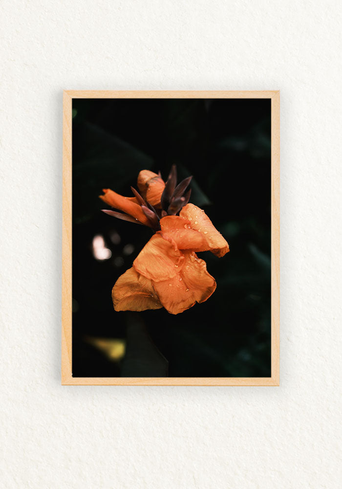 Botanico