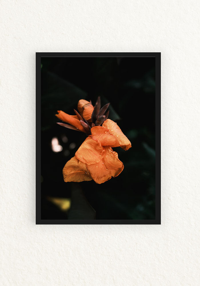 Botanico