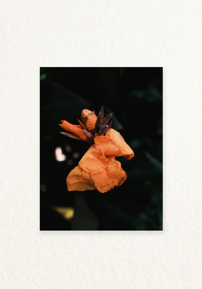 Botanico