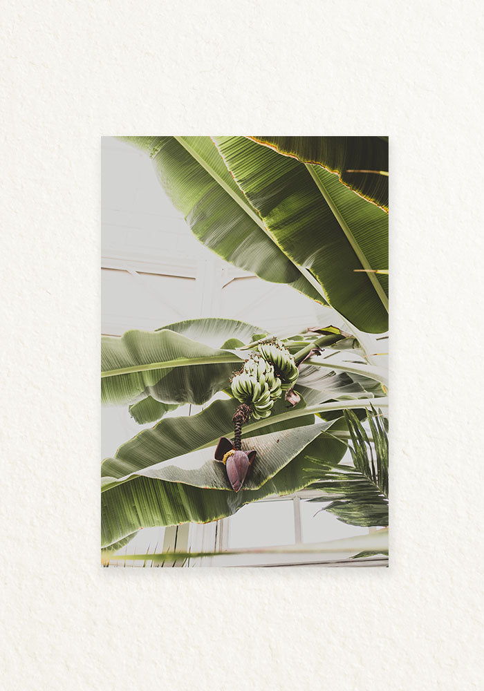 Platano