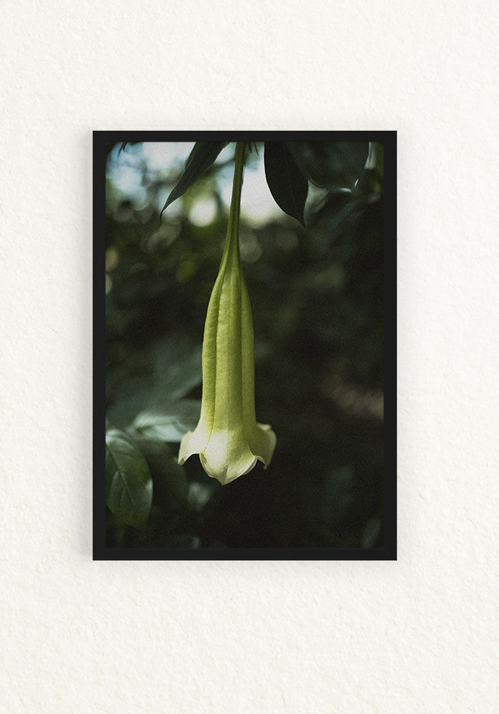 Brugmansia