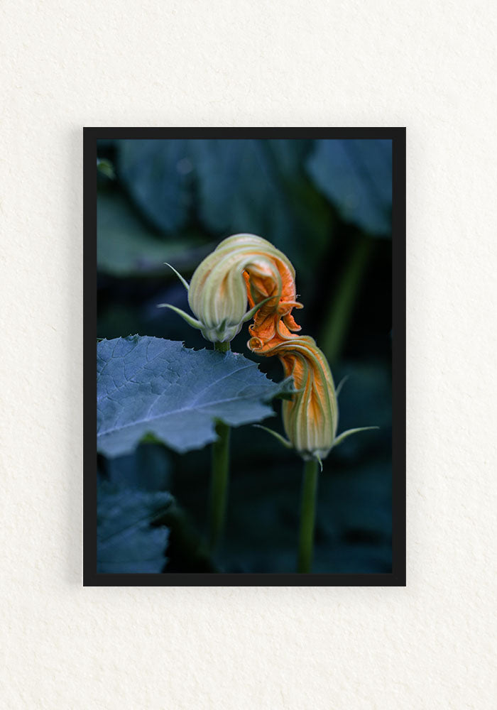 Bacio del fiore di zucca