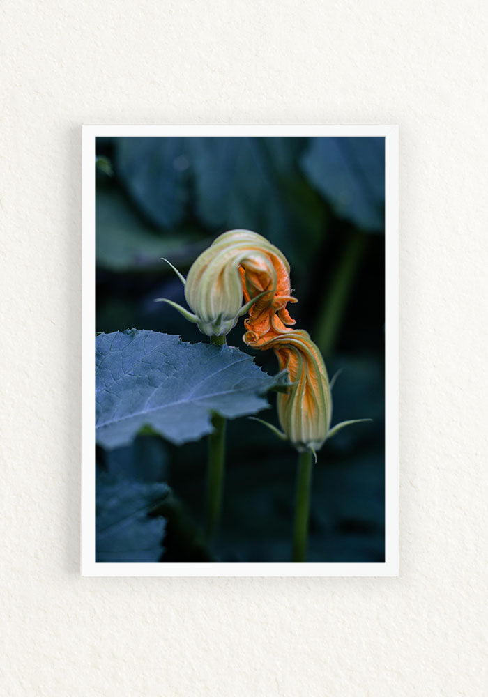 Bacio del fiore di zucca