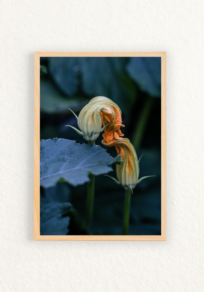 Bacio del fiore di zucca