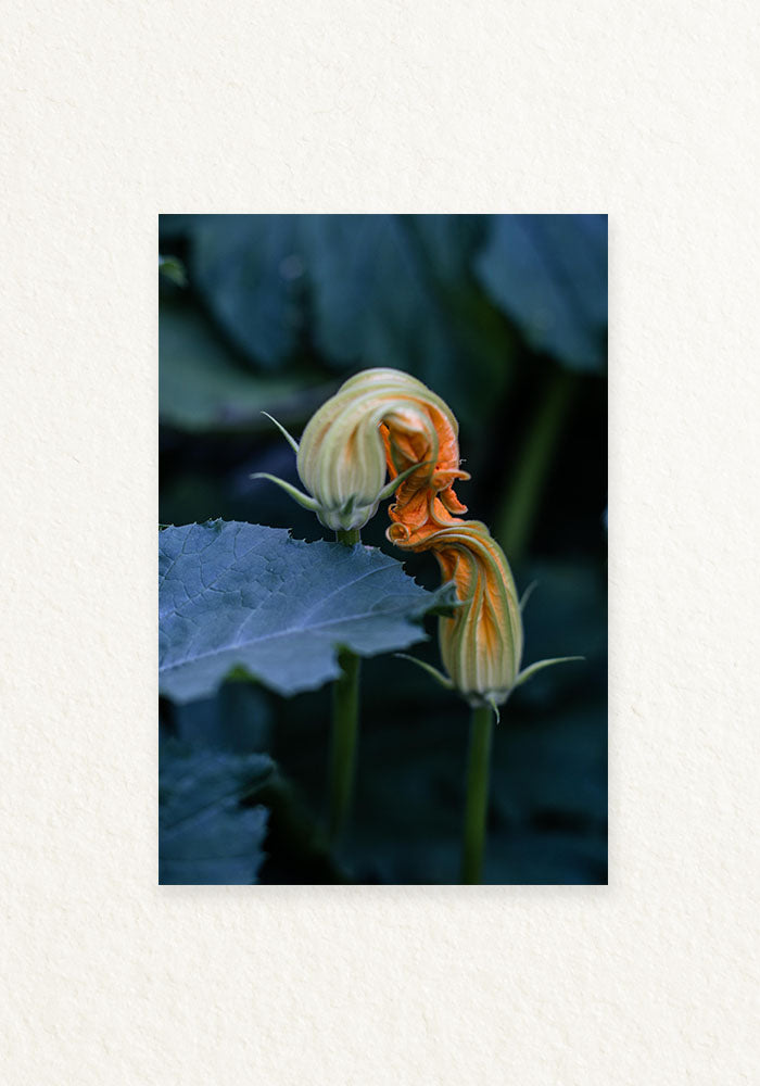 Bacio del fiore di zucca