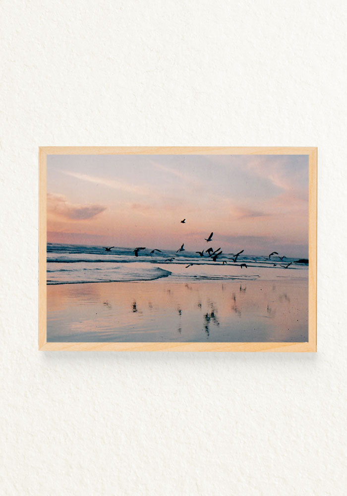 Pajaros en la mar