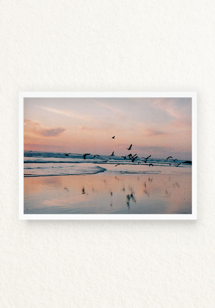 Pajaros en la mar