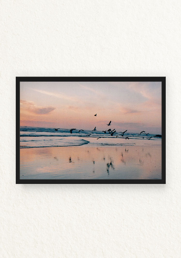 Pajaros en la mar