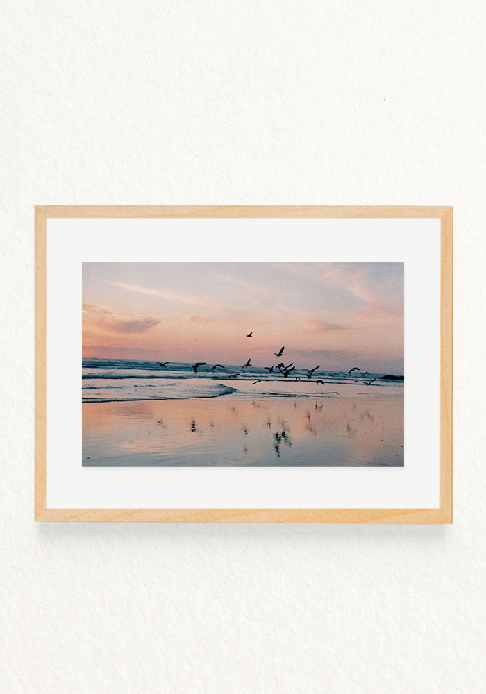 Pajaros en la mar