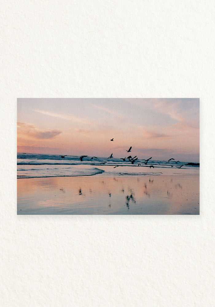 Pajaros en la mar