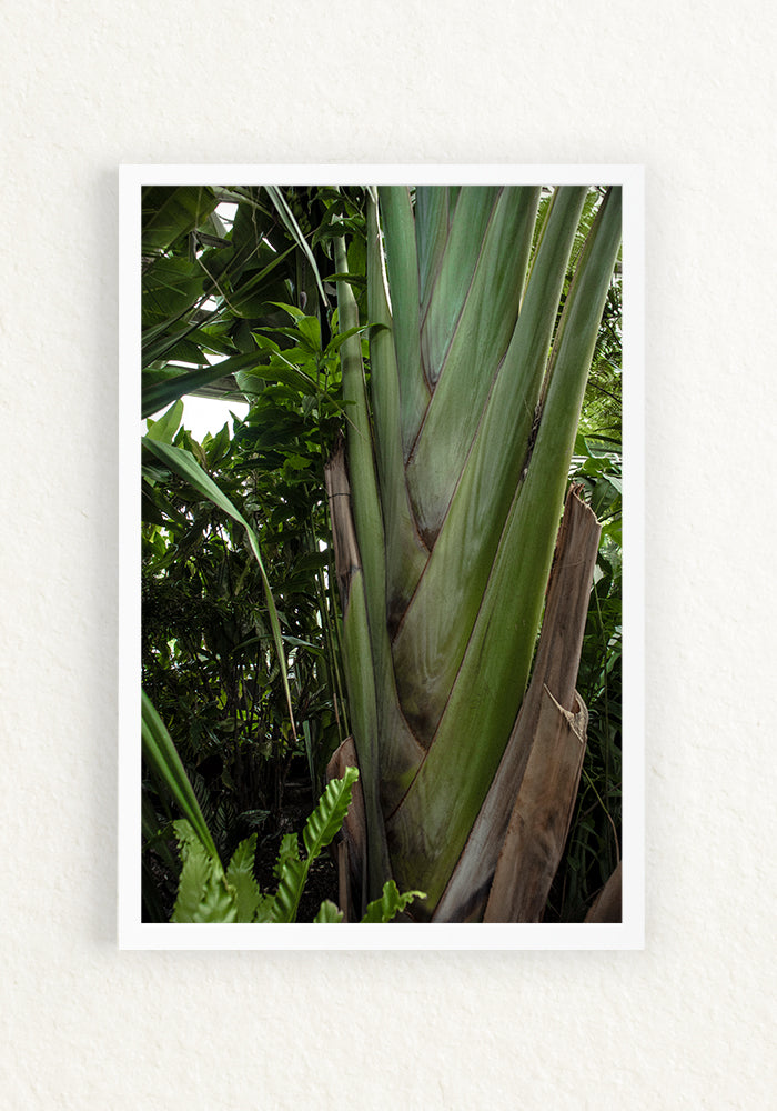 Musa trenza