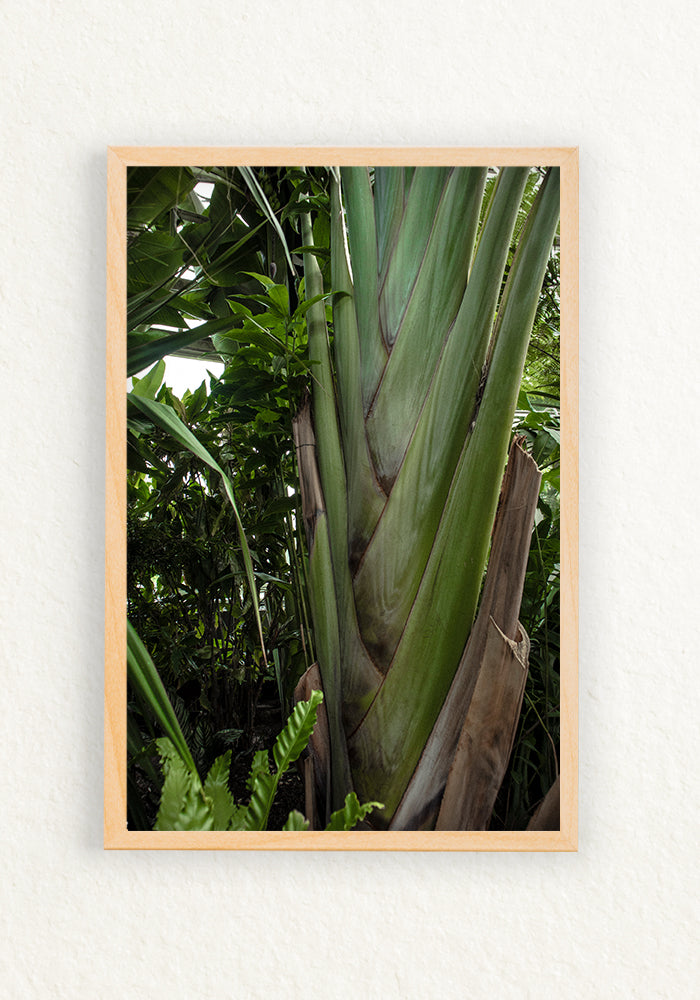 Musa trenza