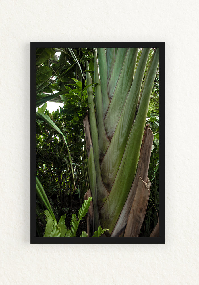 Musa trenza