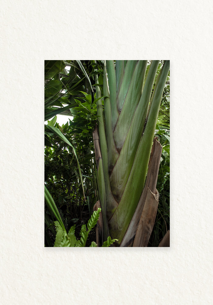 Musa trenza