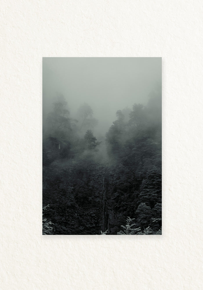 Bosque interior