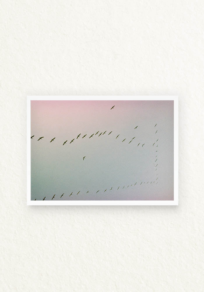 Serie Pajaros Analoga. Ecuador