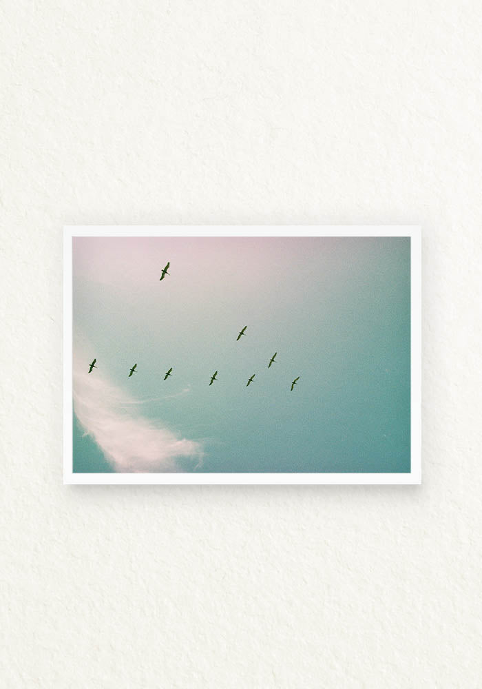 Serie Pajaros Analoga Ecuador en V