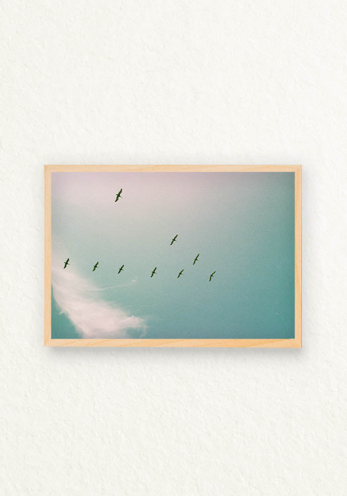 Serie Pajaros Analoga Ecuador en V