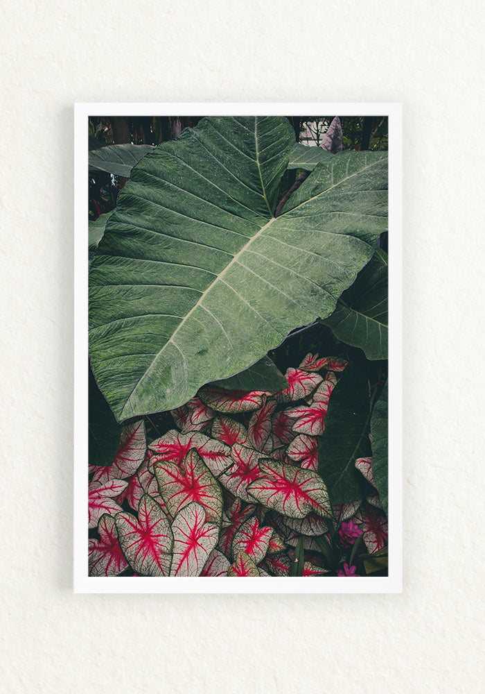 Alocasia Calladium