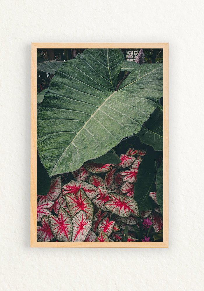 Alocasia Calladium